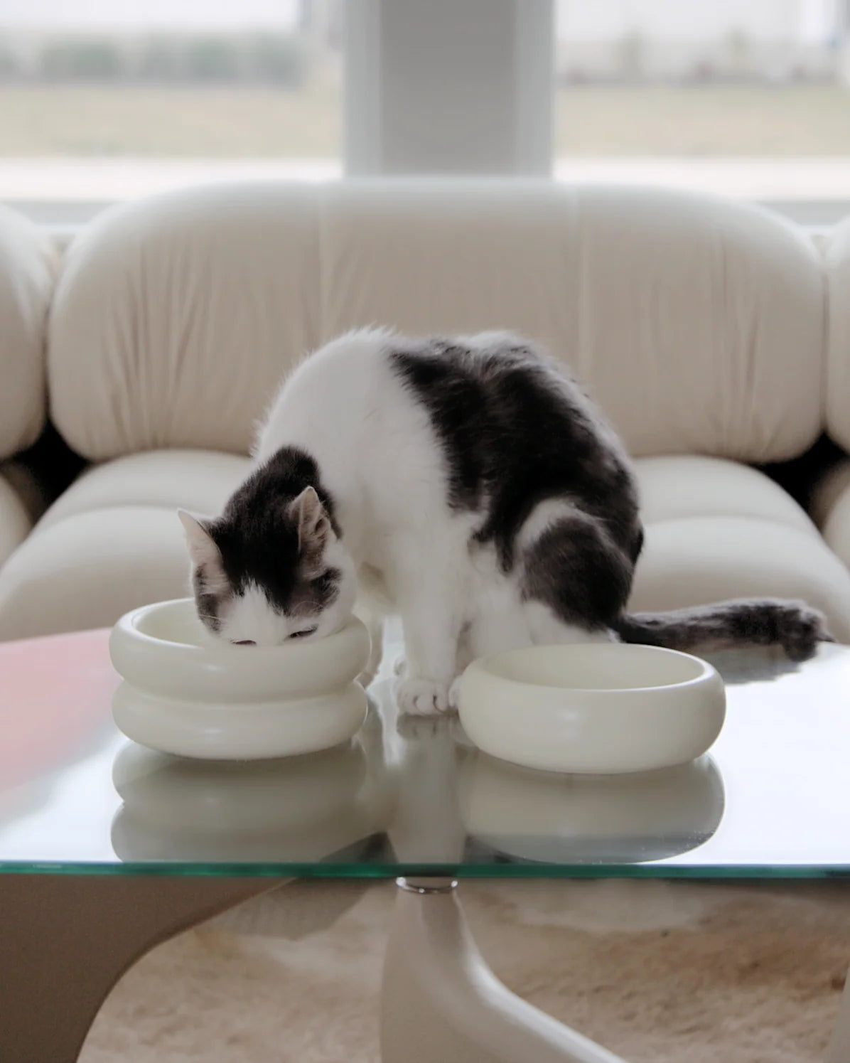 Gato bebiendo del plato crema de doble altura