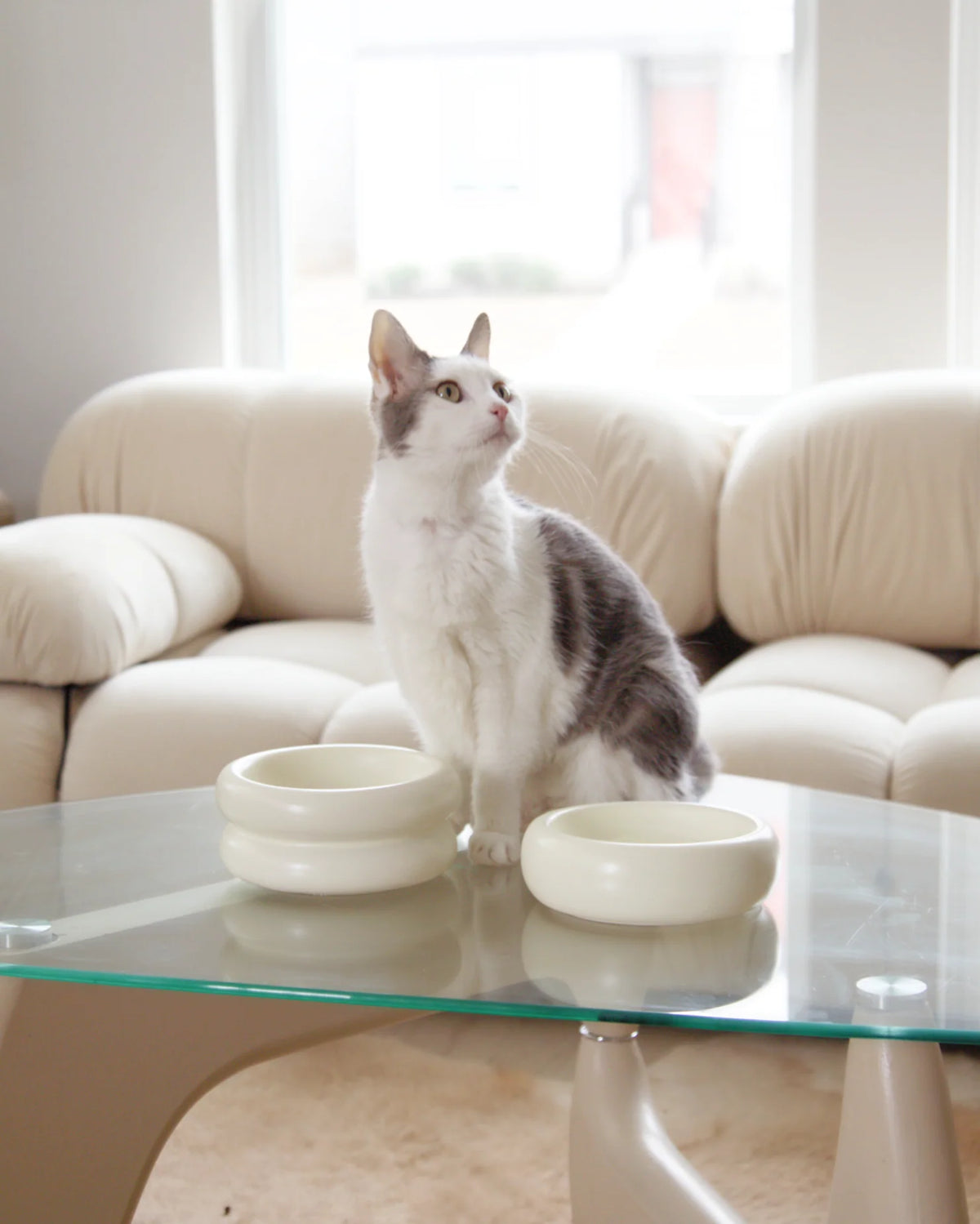 Plato crema para mascotas de doble altura